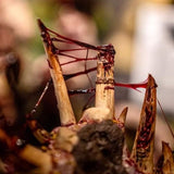 Dirty Down - Gore 25ml Pre-Order